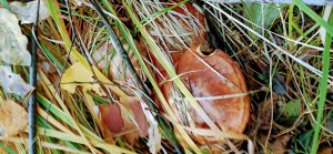 ������� ����� ���������������, �� ���� �������