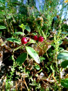 ���������� �����������, �������� 2020