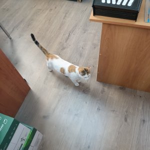 � ��� ��� �� ����(�)