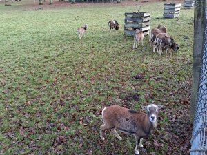 ����������.