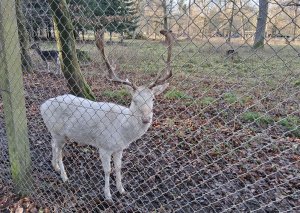  ��� ������ ��������?