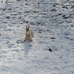 ����� ������ �������. � ����� ������ ������ �����, ���������. 