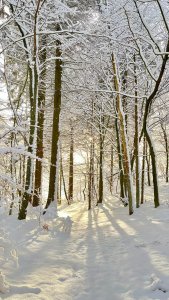 ��� ����� �� �������