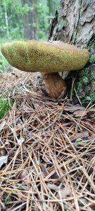 �������� ����. ����� 2025