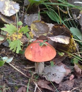 ��������� �����������, �������-2025, � ���� ����� ������� ������ ))