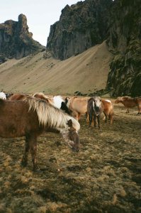 ���� ��������� (��� ���� ����������-����������������)