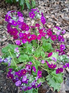 Zoo Flora Köln, �������