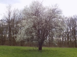  ��� ������ ��������?