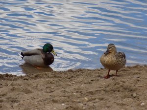 ��������� ����, ��� ��� �������.