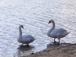  ��� ������ ��������?