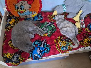 ����� �����