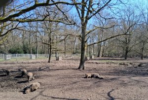 Köln Dünnwald Wildpark 22.03.26