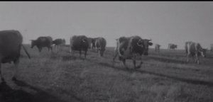 ���� �����