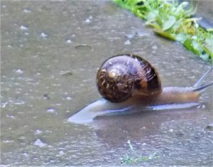 �� �����-���������, ��������-���������,