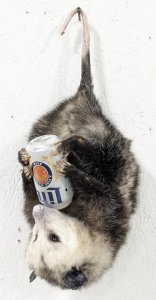 ��� ���������, ����� (����������) �����, �������� �� ���. ���� ������ � �����! ���-���!