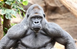 �����, ����� �.