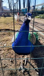 �������, ��������...