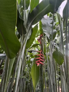 ���� ��������� (��� ���� ����������-����������������)