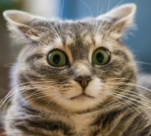 � ��� ����� ������! ������ ������������!... 