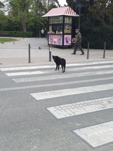 Novi Sad. Black Dog!