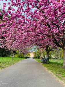 Greenwich park ������� 