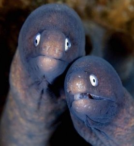 � �� � ���� �� ���� �� ����� - �� ������ ������, ����