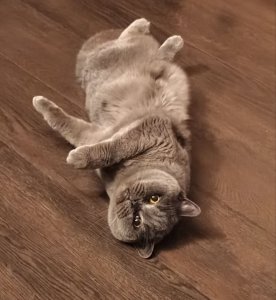 ������ ����.